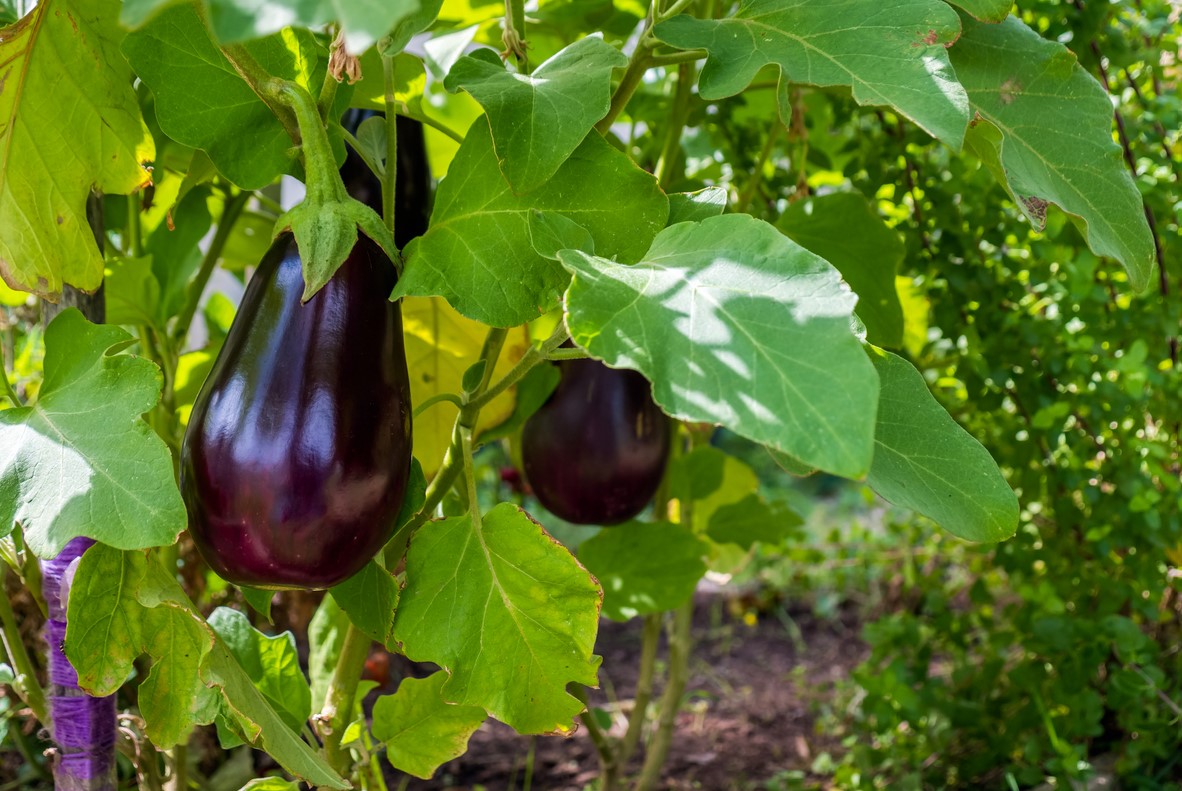 Aubergines mûres au potager