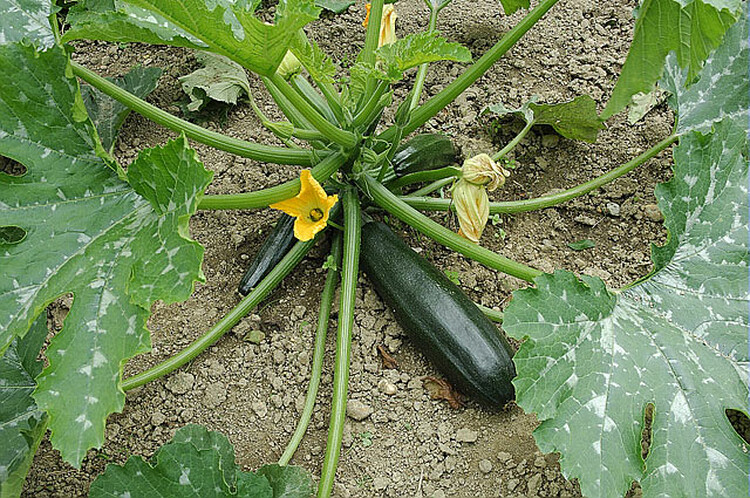 Courgettes au potager