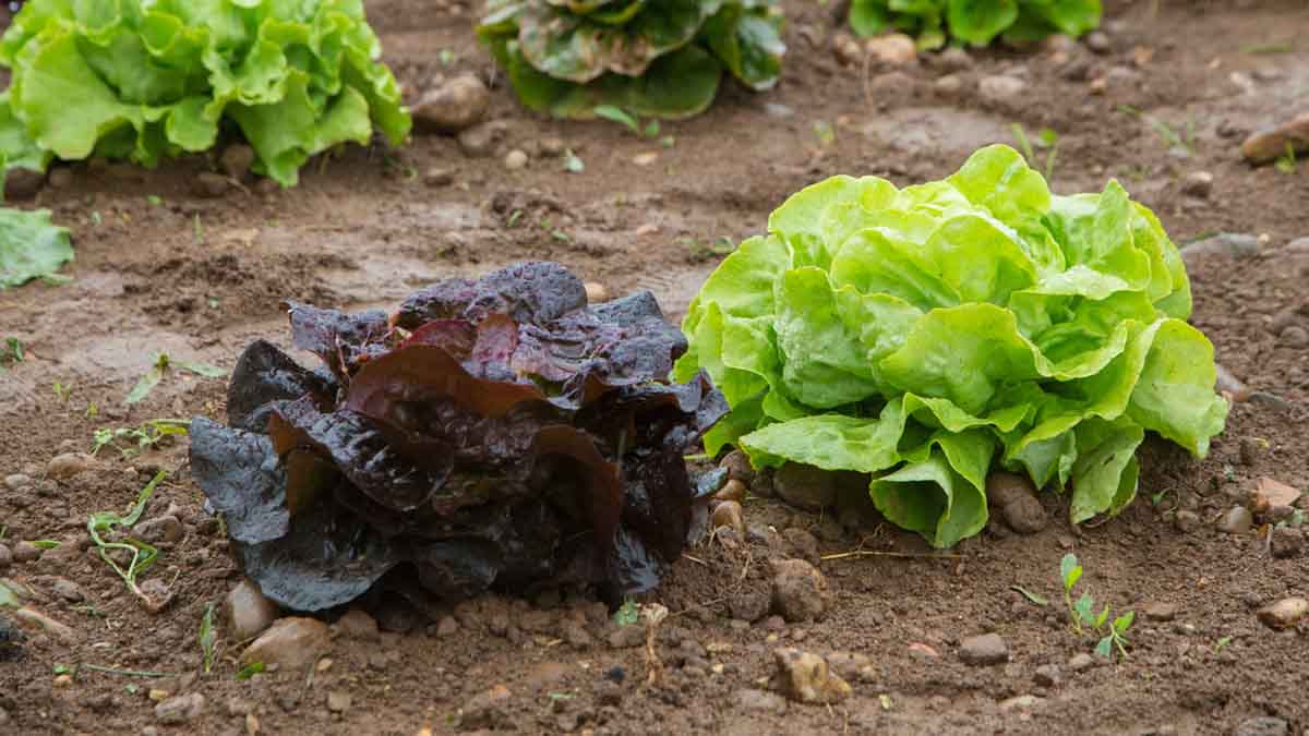Laitue dans le potager