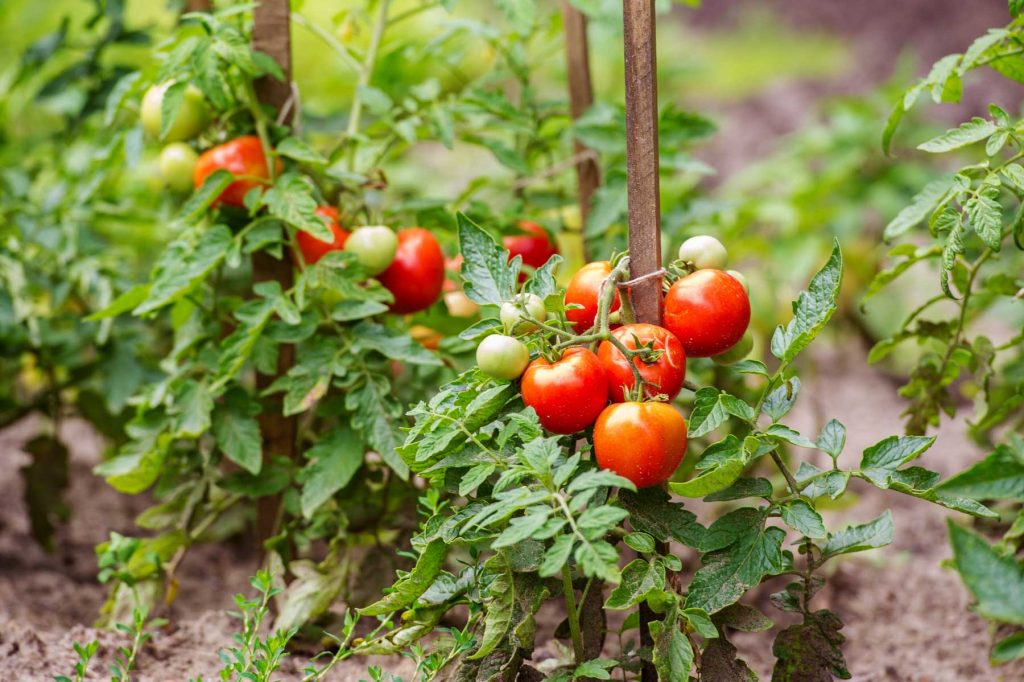 Tomates mûres au potager