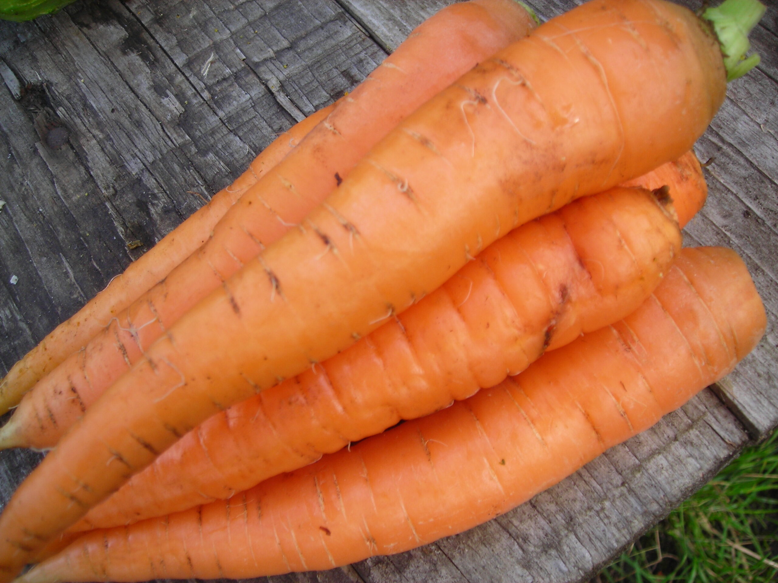 Bottes de carottes fraßchement récoltées