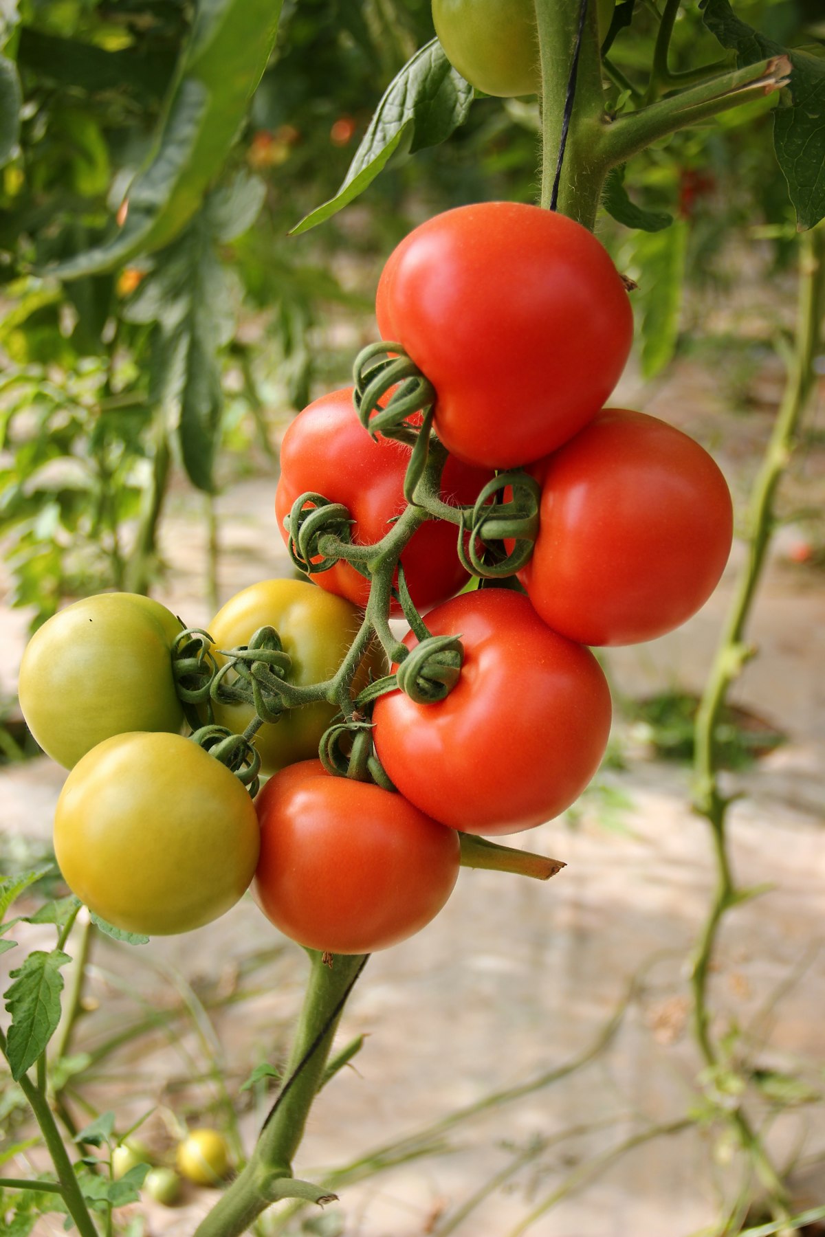 Tomates rouges mûres sur le plant dans un potager bio