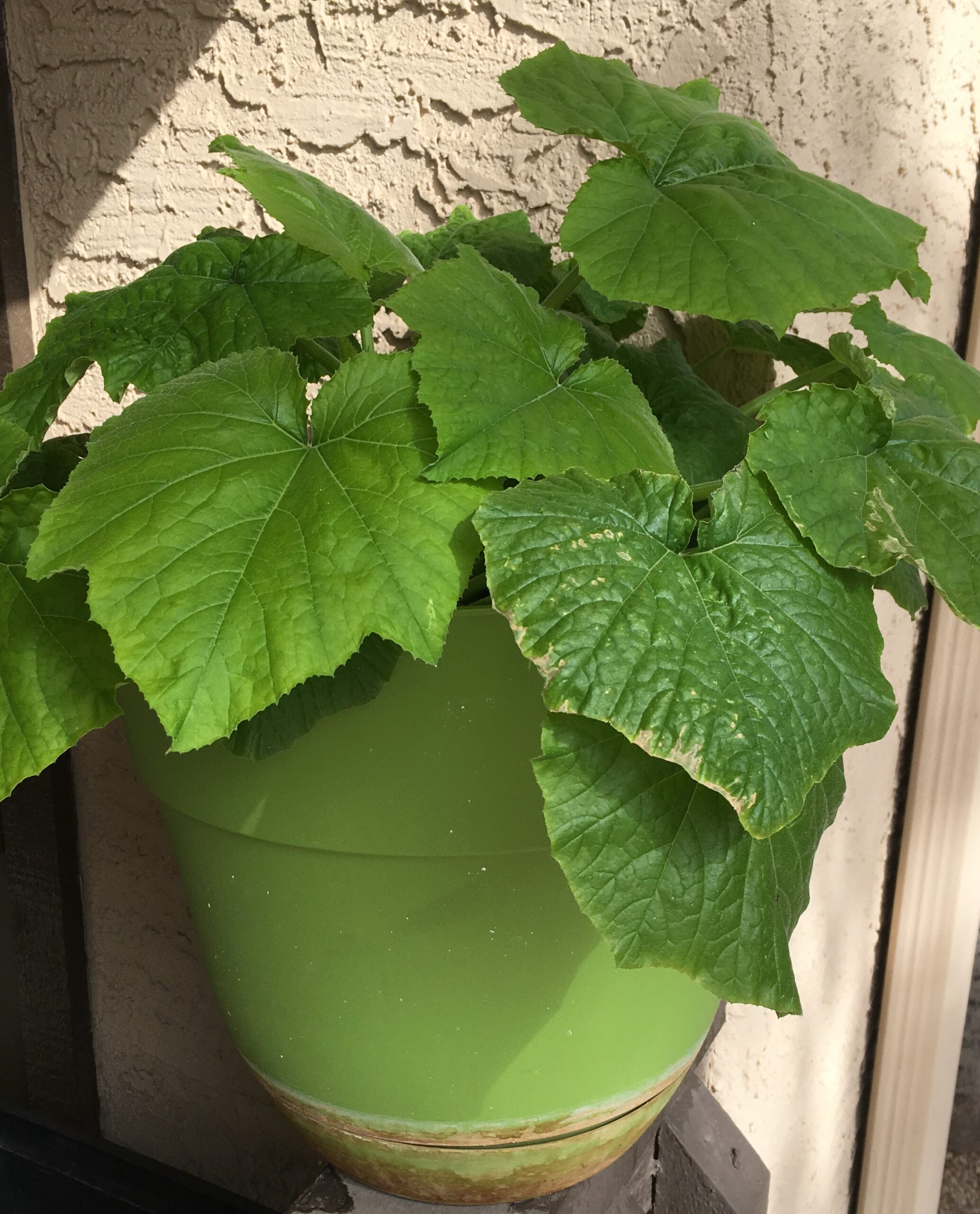 Plant de courgette avec fleurs et fruits au potager